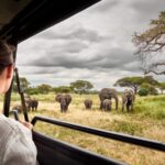 Are Cross-Border Safaris Popular in East Africa?