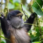 Are Golden Monkey Tracking Safaris Suitable for Photographers