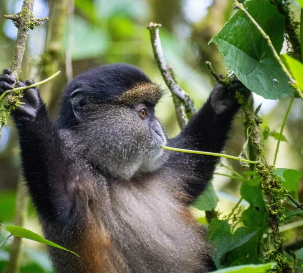 Uganda Primate Tours