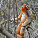 Are Golden Monkeys Endangered
