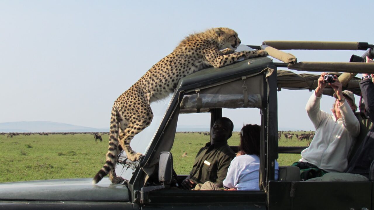 Are Guides Included in Wildlife Safari Packages