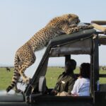 Are Guides Included in Wildlife Safari Packages