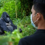 Are Health Measures Different for Primate-Focused Safaris