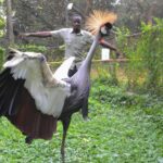 Are Local Bird Guides Available in Uganda