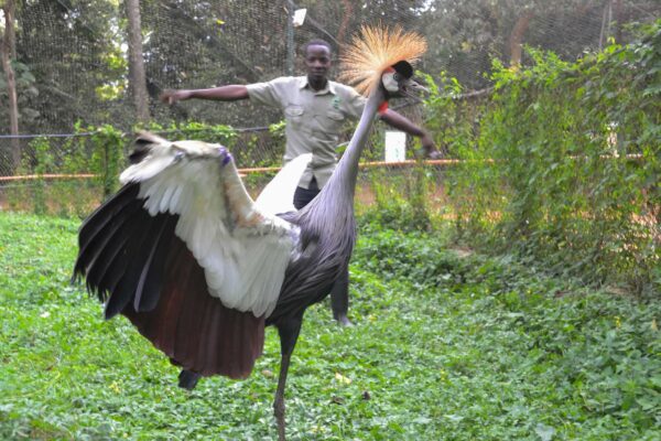 Are Local Bird Guides Available in Uganda