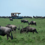 Are Night Game Drives Offered During the Migration Season?