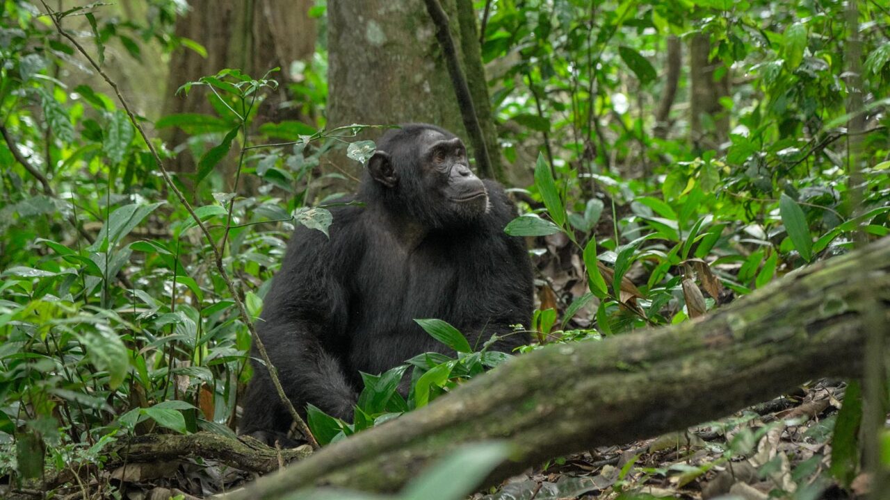Are There Age Restrictions for Chimpanzee Tracking in Uganda?