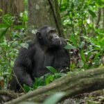 Are There Age Restrictions for Chimpanzee Tracking in Uganda?