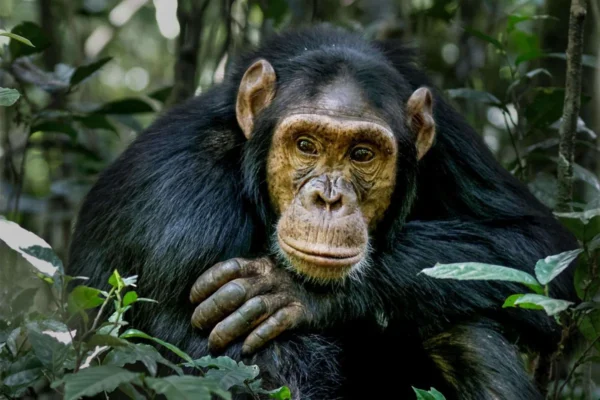Are there chances of not finding chimpanzees during tracking