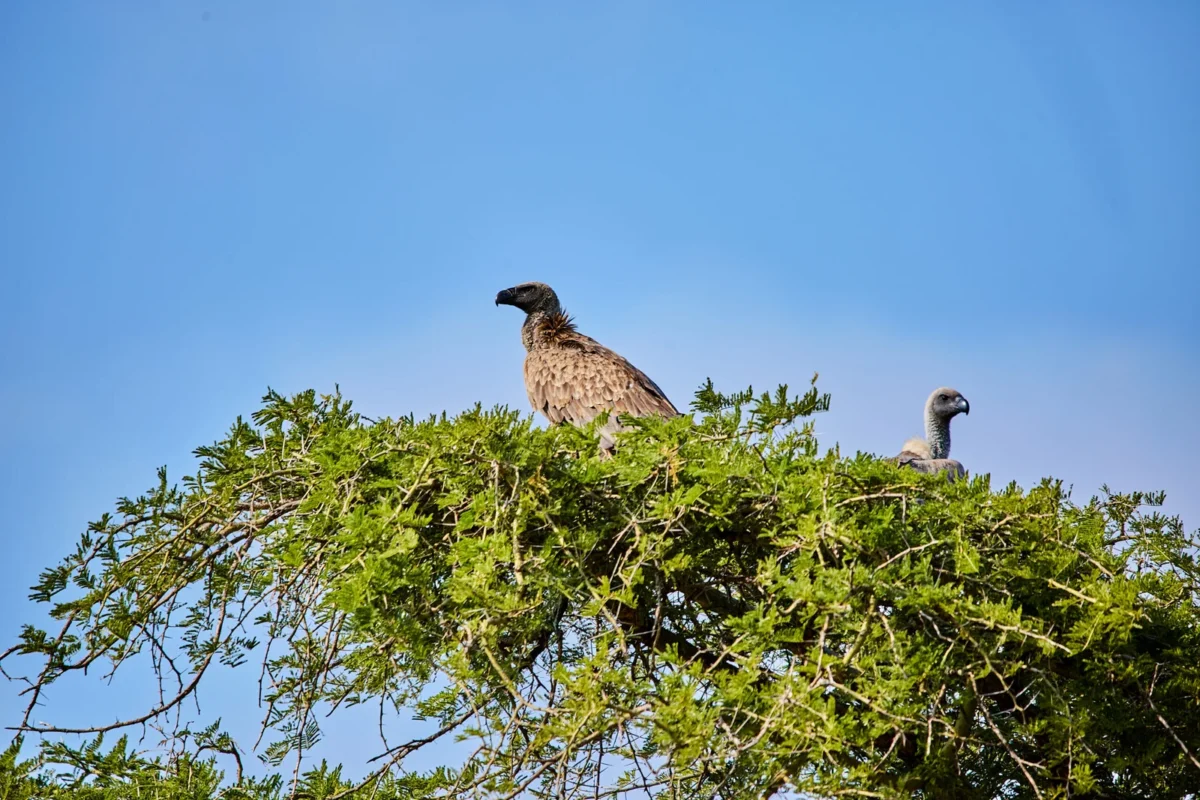 Can Birders Travel Solo on Uganda Birding Safaris?
