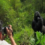 Can Birding Safaris Be Combined with Gorilla Trekking?