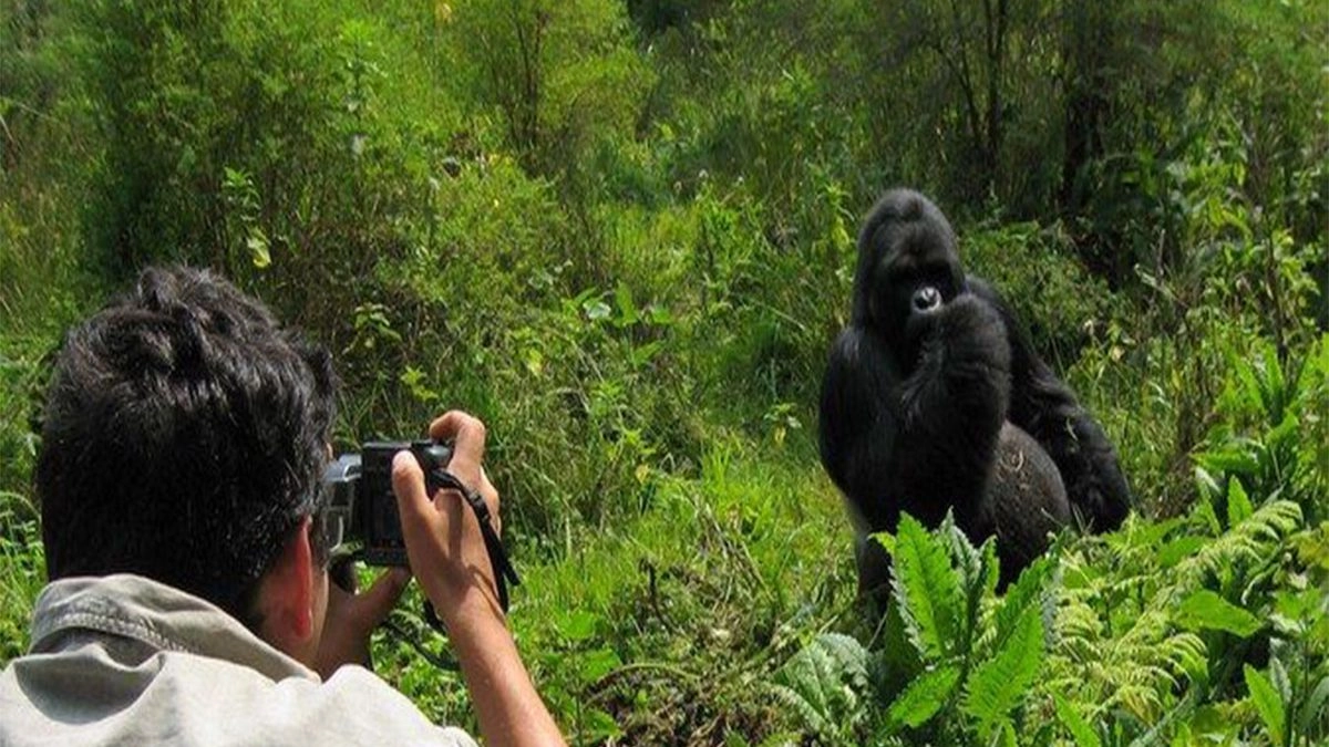 Can Birding Safaris Be Combined with Gorilla Trekking?