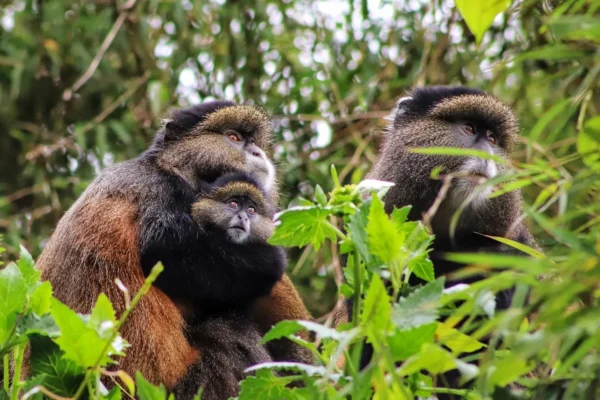 Mgahinga National Park