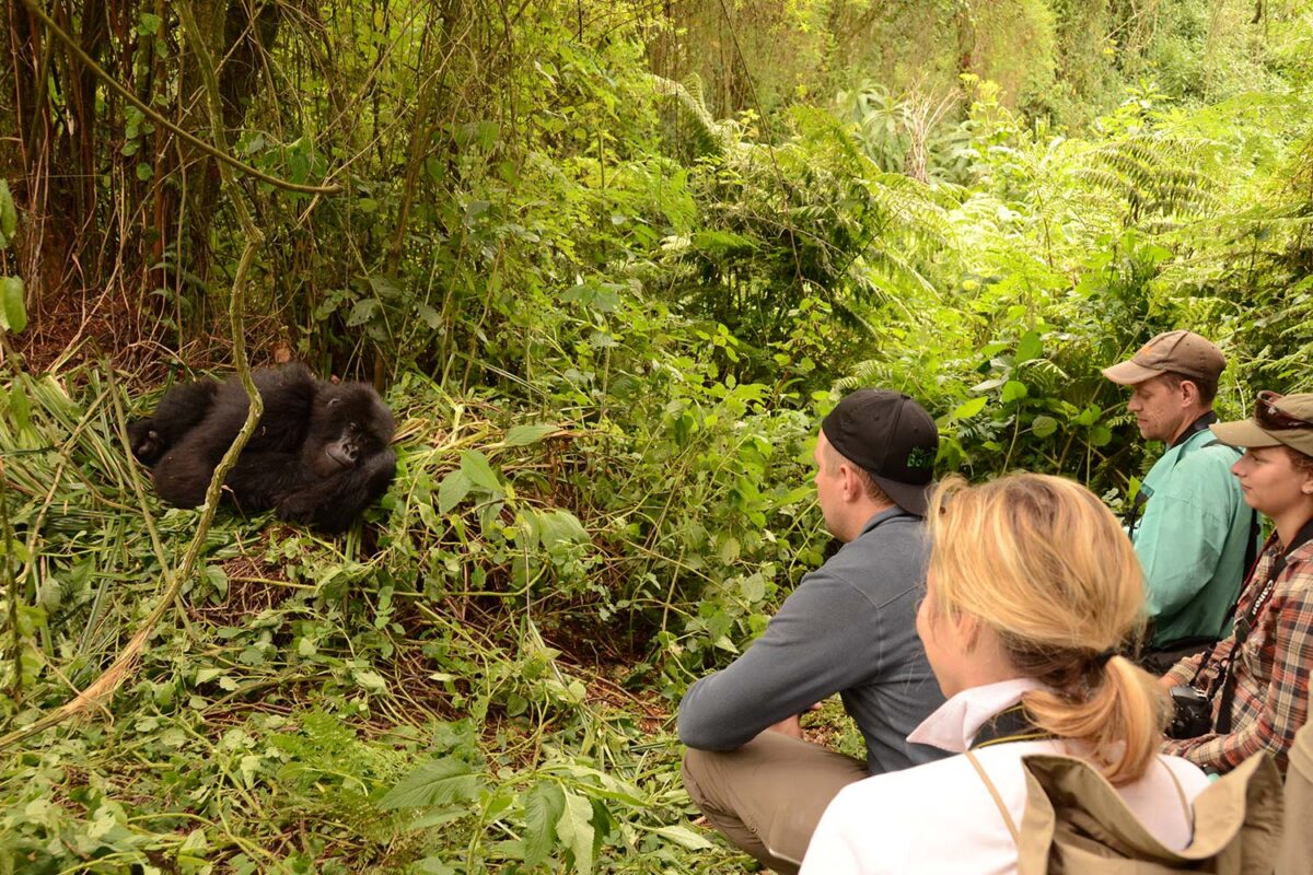 Can Children Participate in Gorilla Trekking Safaris in Rwanda?