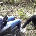 Can Disabled Travelers Participate in Chimpanzee Tracking?