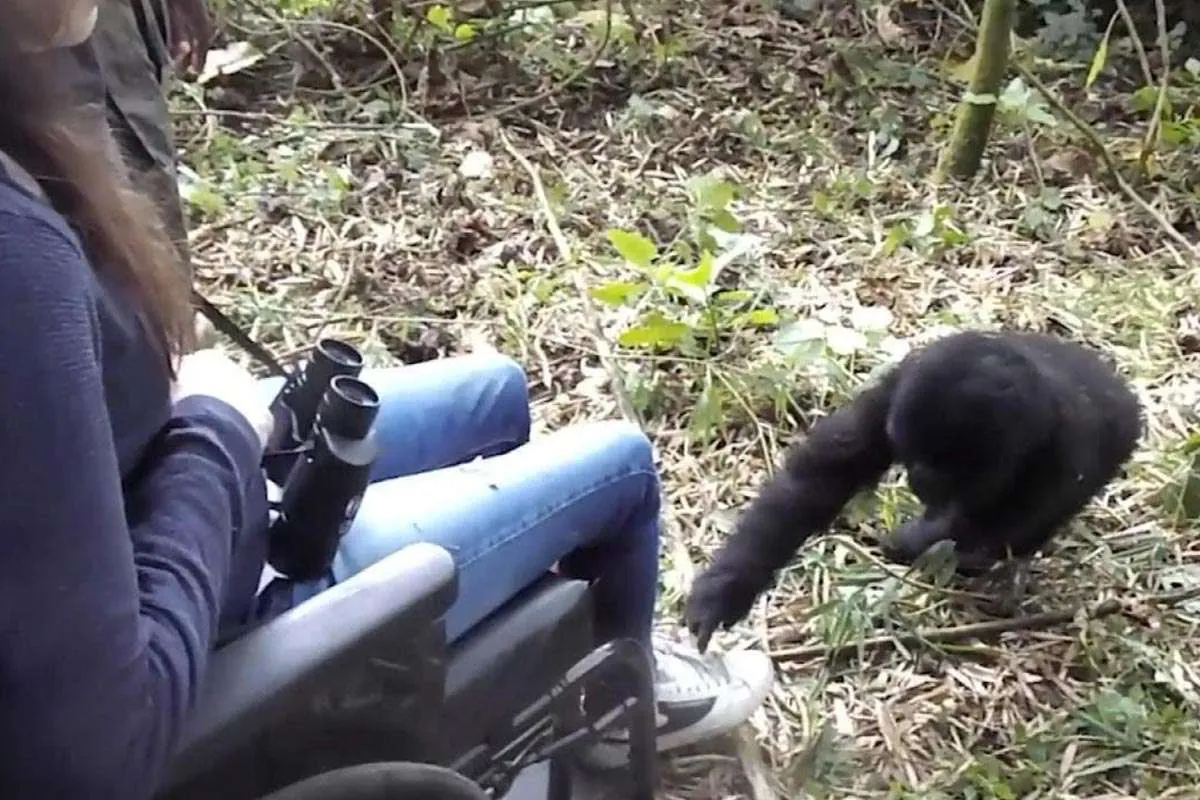 Can Disabled Travelers Participate in Chimpanzee Tracking?