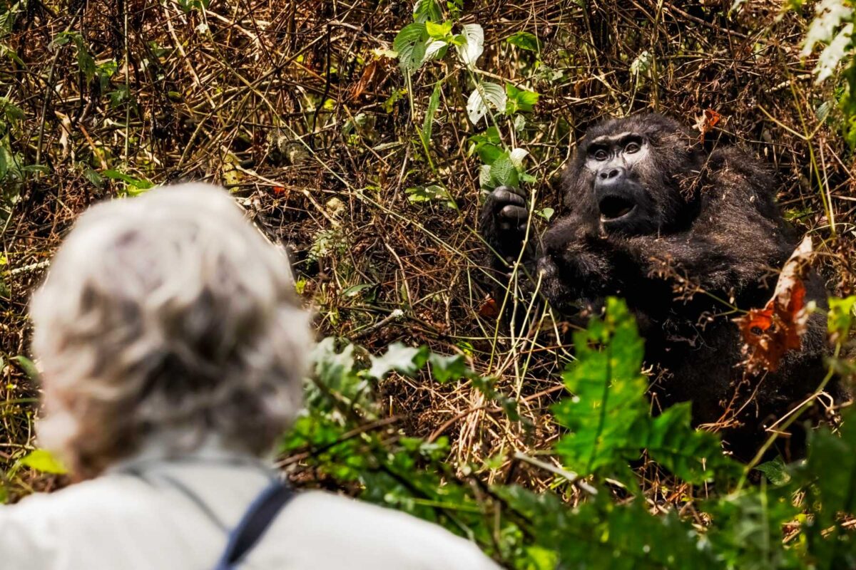 Can Families Combine Rwanda Gorilla Trekking Safaris with Uganda Gorilla Trekking?