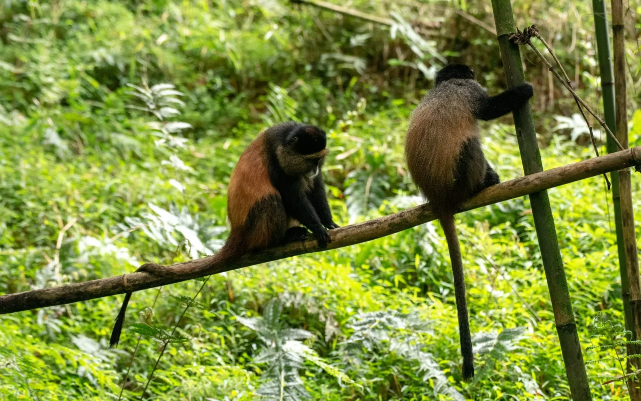 Can Golden Monkey Tracking Be Combined With Gorilla Trekking?