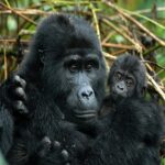 Can Golden Monkey Tracking Be Combined With Gorilla Trekking or Other Safaris?