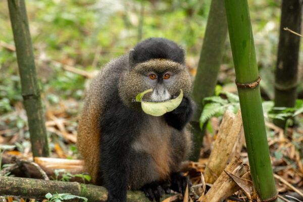 Can Golden Monkey Tracking Be Combined With Gorilla Trekking or Other Safaris Gishwati–Mukura National Park