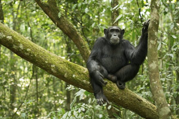 Can I Book Chimpanzee Tracking Permits Through a Tour Operator?