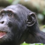 Can I Combine Birding Safaris with Chimpanzee Tracking?