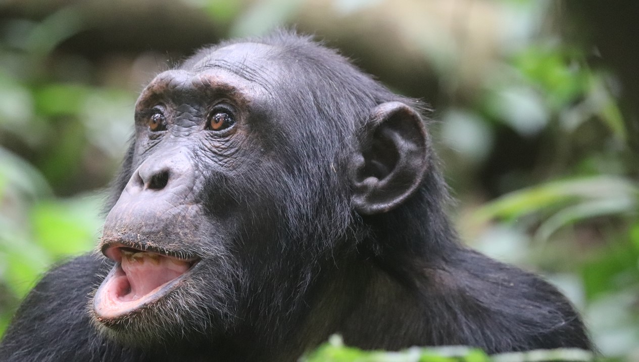 Can I Combine Birding Safaris with Chimpanzee Tracking?