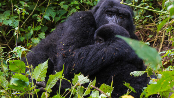 Can I Combine Chimpanzee Tracking with Gorilla Trekking in Uganda?