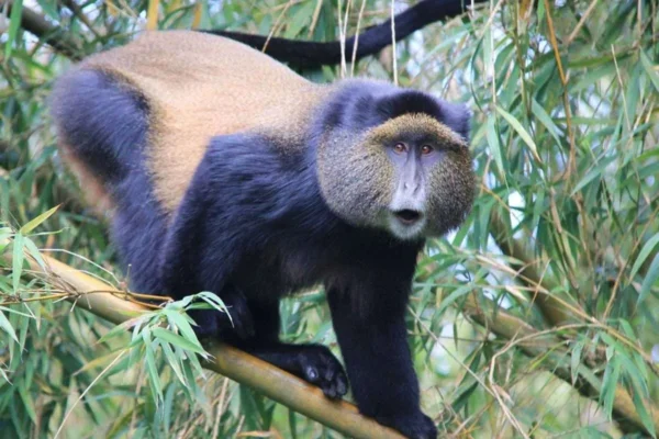 Can I Combine Golden Monkey Tracking with Gorilla or Chimpanzee Safaris?