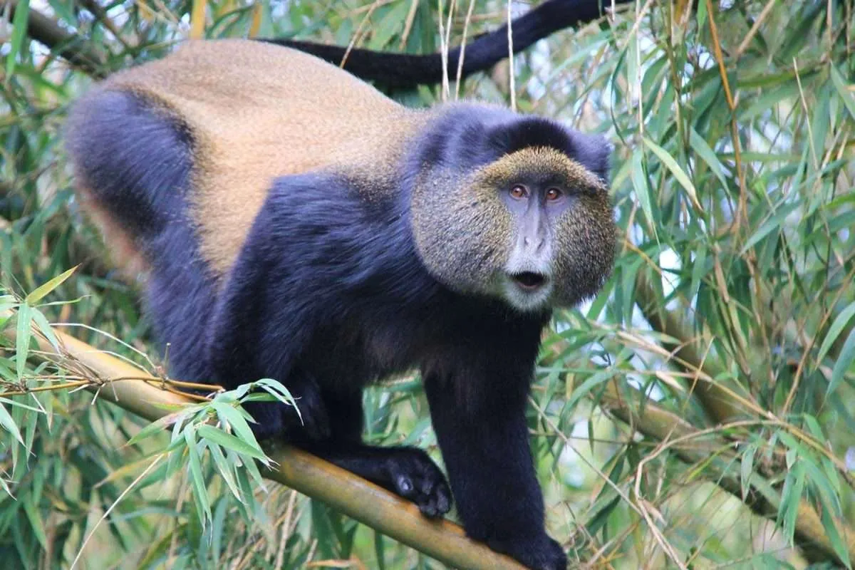 Can I Combine Golden Monkey Tracking with Gorilla or Chimpanzee Safaris?