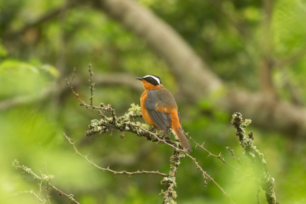 Can I Combine Uganda Birding Safaris with Tanzania Safaris?