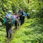 Can I Combine a Walking Safari with Gorilla Trekking?