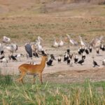 Can I Do Birding Safaris in Queen Elizabeth National Park?