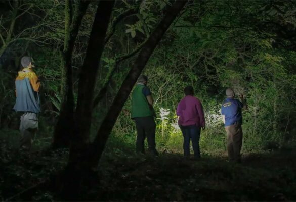 Can I Do a Night Walking Safari in Uganda?