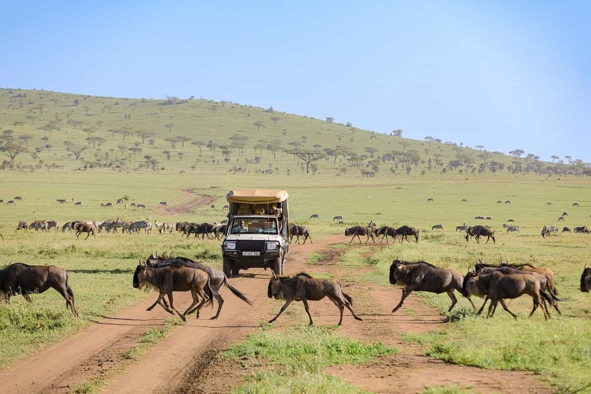 Can I Join a Group Safari or Is Private Safari Better for Migration Viewing?