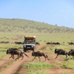 Can I Join a Group Safari or Is Private Safari Better for Migration Viewing?