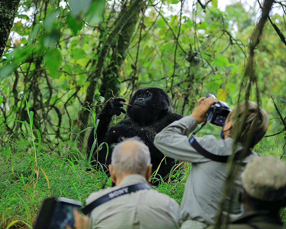 Can I Photograph Gorillas During a Gorilla Trekking Safari?
