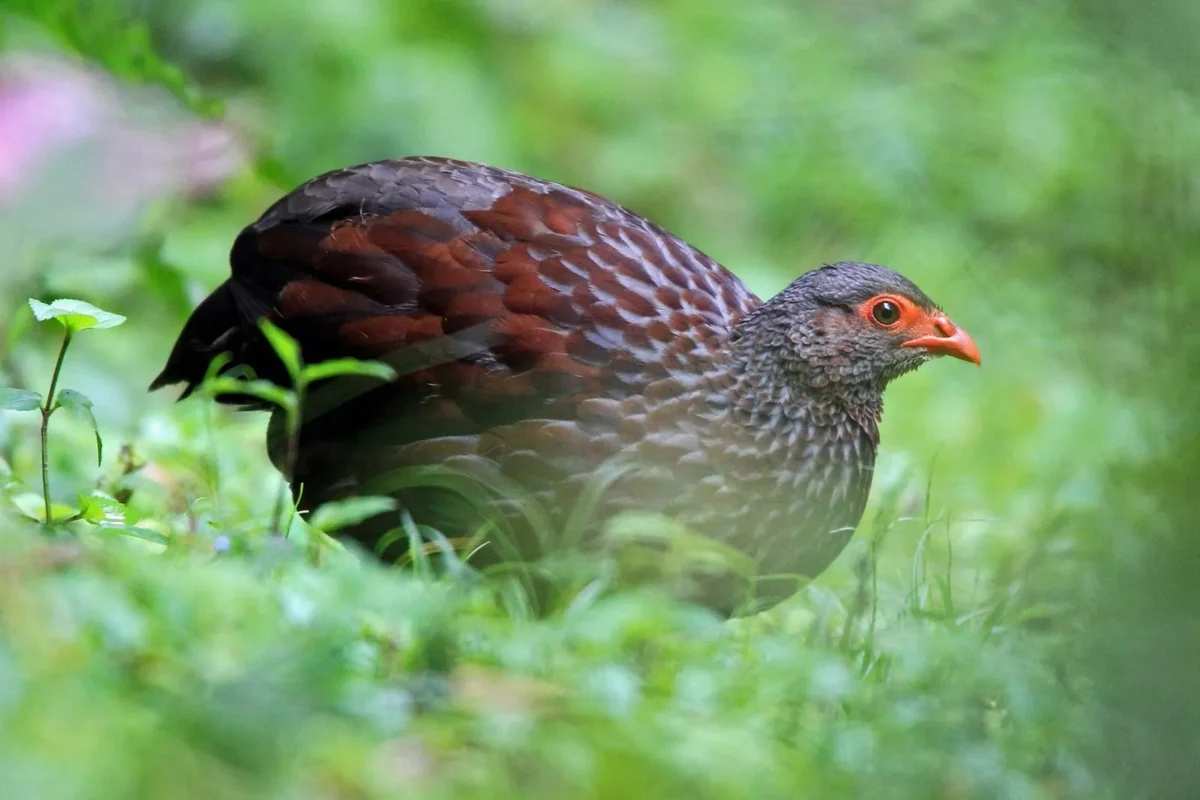 Can I See Albertine Rift Endemics in Uganda?