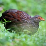 Can I See Albertine Rift Endemics in Uganda?