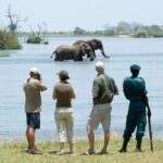 Can I See Elephants on a Walking Safari in Uganda