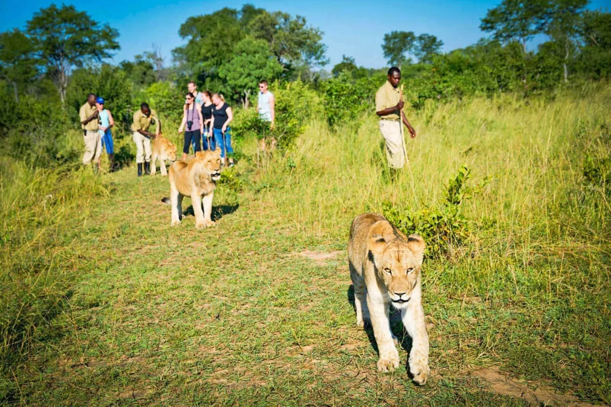 Can I See Predators Like Lions or Leopards on a Walking Safari?