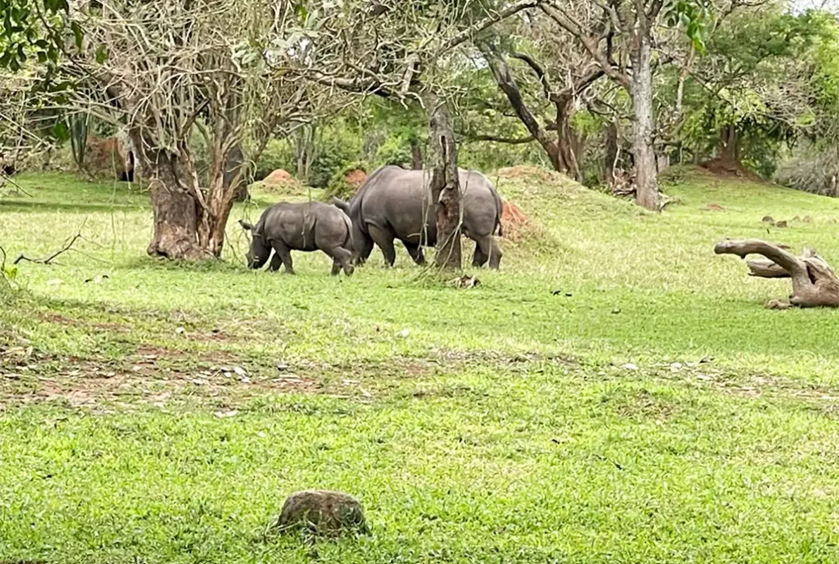 Can I See Rhinos During Uganda Wildlife Safaris?