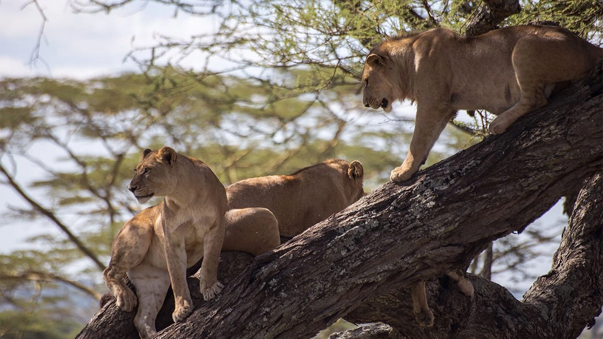 Can I See the Big Five During Uganda Wildlife Safaris?