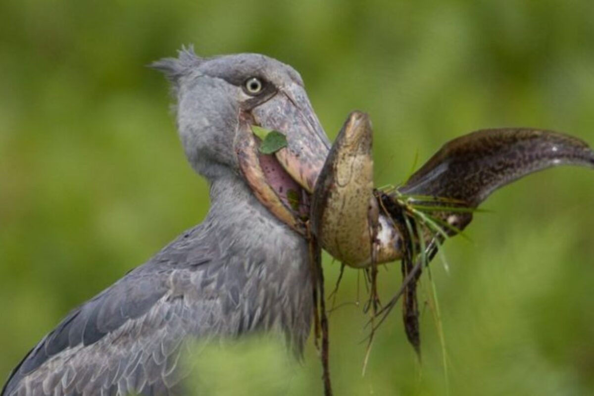 Can I See the Shoebill Stork in Uganda?