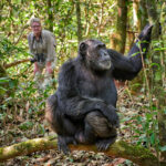 Can I Take Photos of Chimpanzees During Tracking?