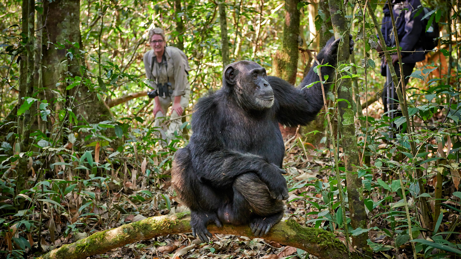 Can I Take Photos of Chimpanzees During Tracking?