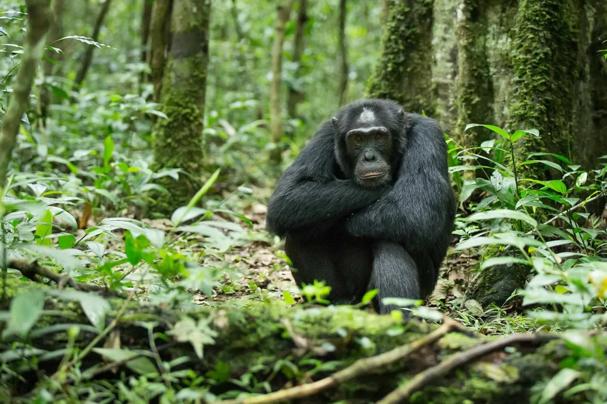 Can I Track Chimpanzees in Uganda and Rwanda in the Same Trip?