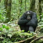 Can I Track Chimpanzees in Uganda and Rwanda in the Same Trip?