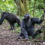 Can I Track Chimpanzees in Uganda in One Day?