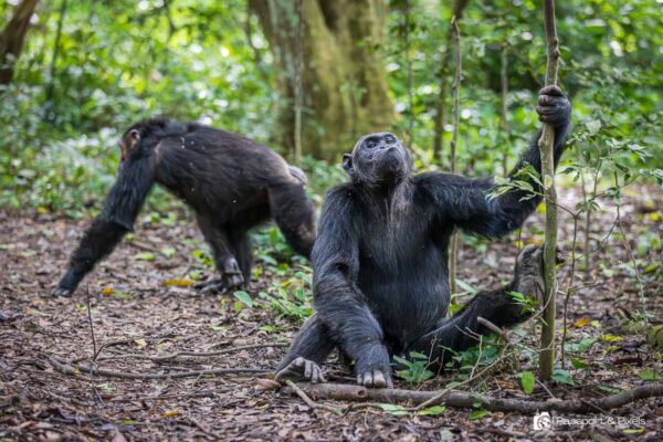 Can I Track Chimpanzees in Uganda in One Day?